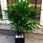maxresdefault (2) - Cây Trúc mây và những giải pháp xanh cho môi trường trong nhà - Aquascape & Planted Tank Guide