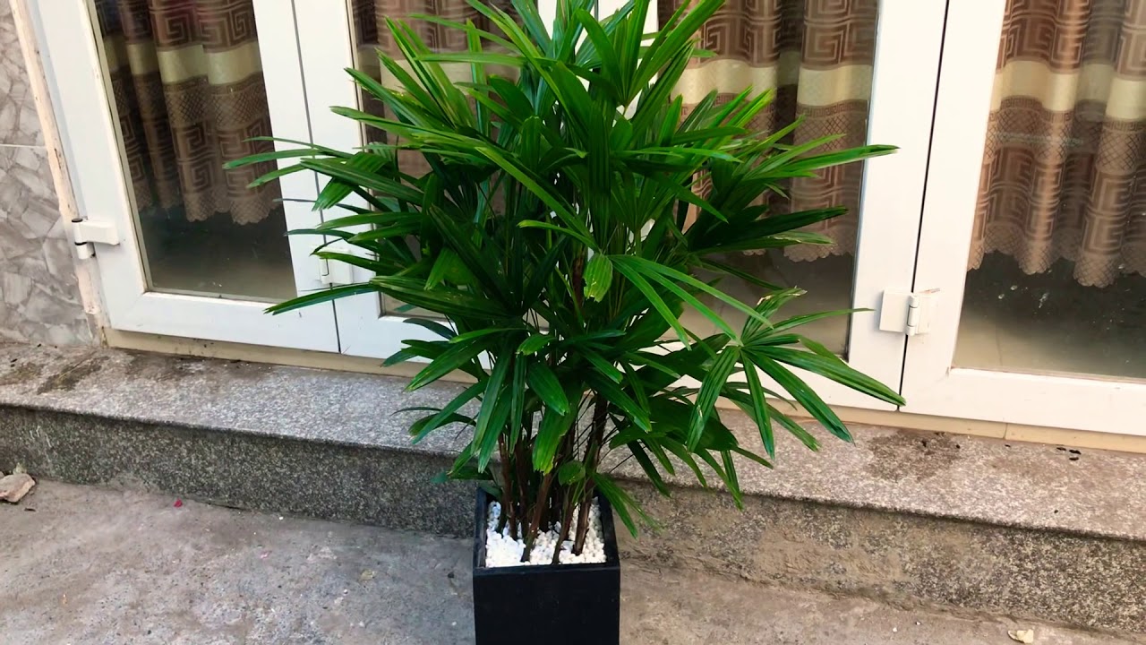 maxresdefault (2) - Cây Trúc mây và những giải pháp xanh cho môi trường trong nhà - Aquascape & Planted Tank Guide