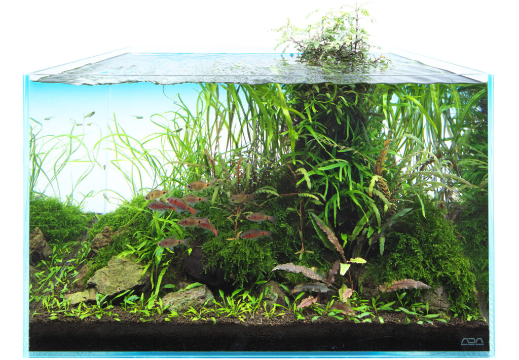 nitg_aj307_01 - Những cây dương xỉ phù hợp với môi trường thiếu ánh sáng - Aquascape & Planted Tank Guide