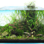 nitg_aj307_01 - Những cây dương xỉ phù hợp với môi trường thiếu ánh sáng - Aquascape & Planted Tank Guide