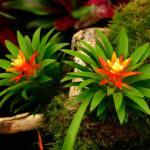phong-loc-hoa-5 - Chia sẻ cách chăm sóc Cây Dứa Cảnh Nến - Aquascape & Planted Tank Guide