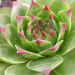 Succulents (mixed)