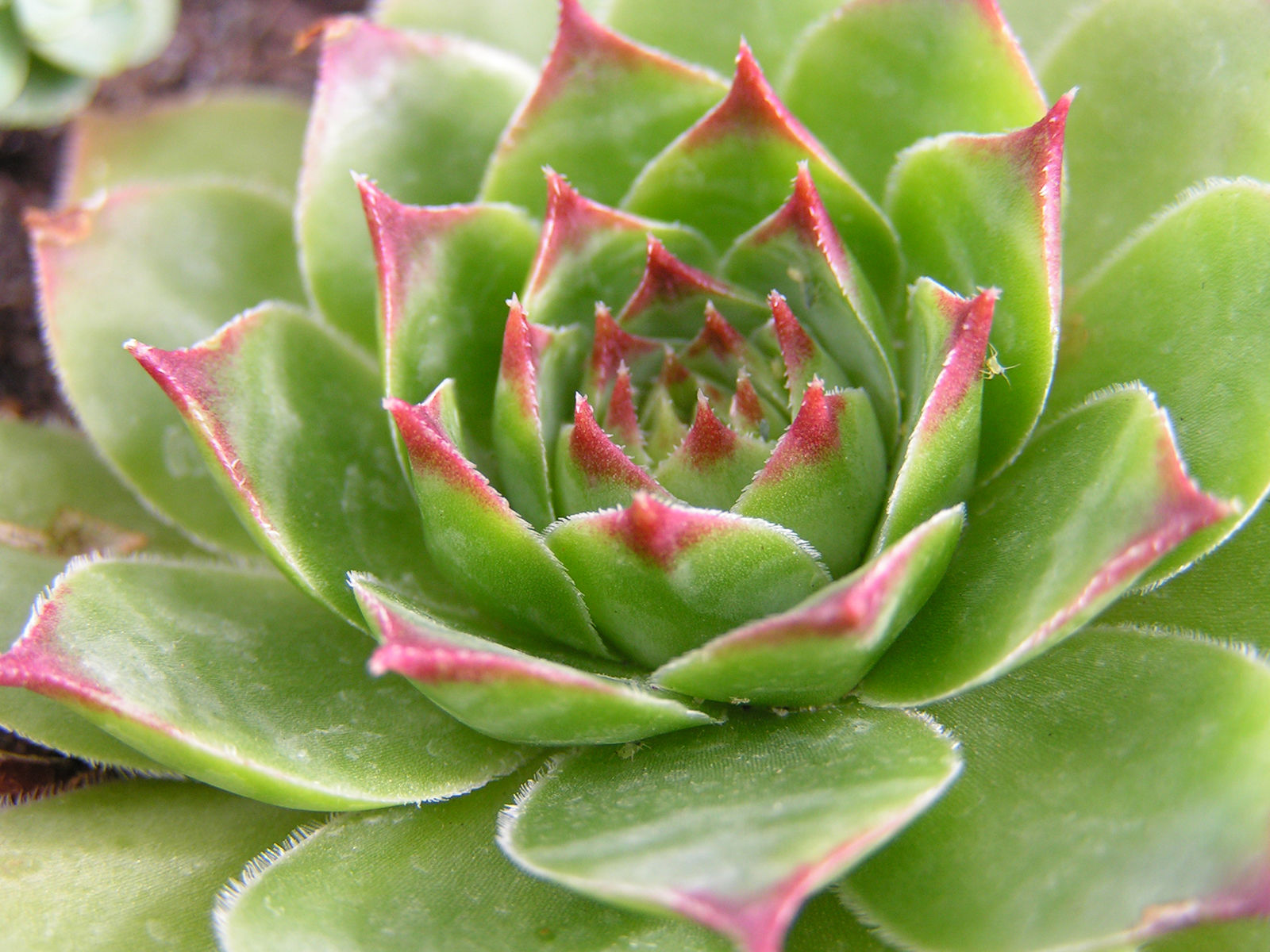 Succulents (mixed)