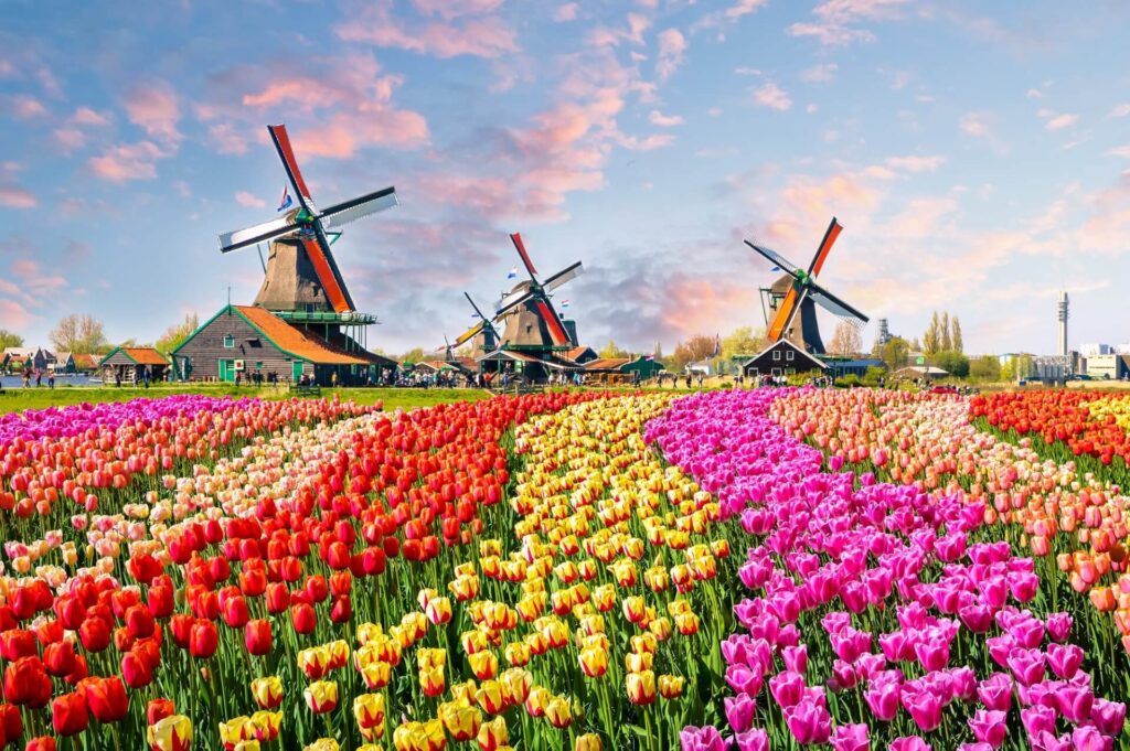 Tulip