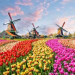 Tulip
