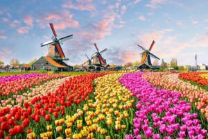 Tulip