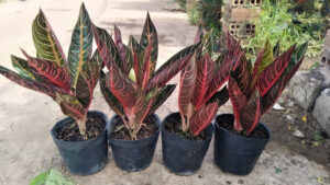 top 60 cac loai cay la mau dep bat mat de trong tai nha 202207090932525117 - Có nên trồng Cây Cung điện đỏ không? - Aquascape & Planted Tank Guide
