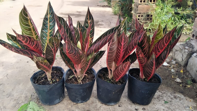 top 60 cac loai cay la mau dep bat mat de trong tai nha 202207090932525117 - Có nên trồng Cây Cung điện đỏ không? - Aquascape & Planted Tank Guide