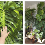 Monstera deliciosa