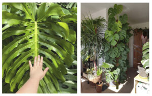Monstera deliciosa