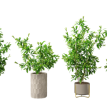 trucnhattt - Vì sao nên có cây Trúc Nhật trong nhà? - Aquascape & Planted Tank Guide