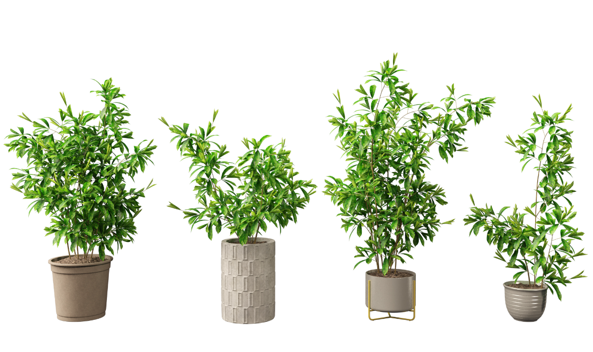 trucnhattt - Vì sao nên có cây Trúc Nhật trong nhà? - Aquascape & Planted Tank Guide