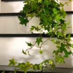 tx2-1024x534 - Ý nghĩa phong thủy của cây Thường Xuân - Aquascape & Planted Tank Guide