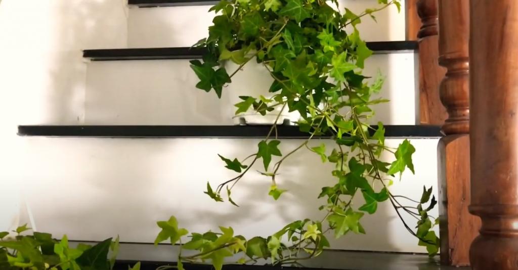tx2-1024x534 - Ý nghĩa phong thủy của cây Thường Xuân - Aquascape & Planted Tank Guide