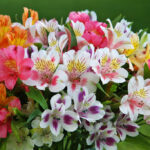 4658611703_bd88c92a98_b - Bạn có biết loài hoa Alstroemeria – hoa Thủy Tiên không? - Aquascape & Planted Tank Guide