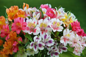 4658611703_bd88c92a98_b - Bạn có biết loài hoa Alstroemeria – hoa Thủy Tiên không? - Aquascape & Planted Tank Guide
