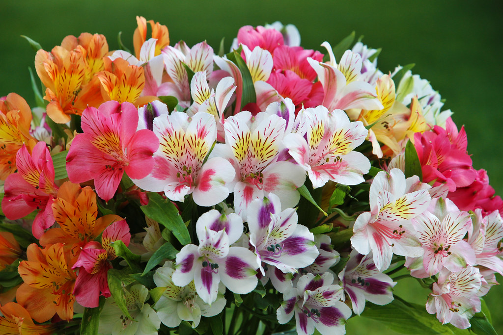 4658611703_bd88c92a98_b - Bạn có biết loài hoa Alstroemeria – hoa Thủy Tiên không? - Aquascape & Planted Tank Guide