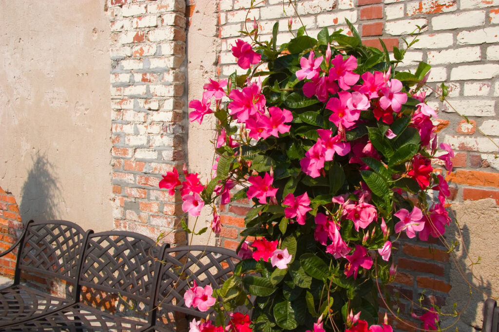 Mandevilla-plante-1 - Tìm hiểu và chăm sóc cây Hoa Hồng leo - Aquascape & Planted Tank Guide