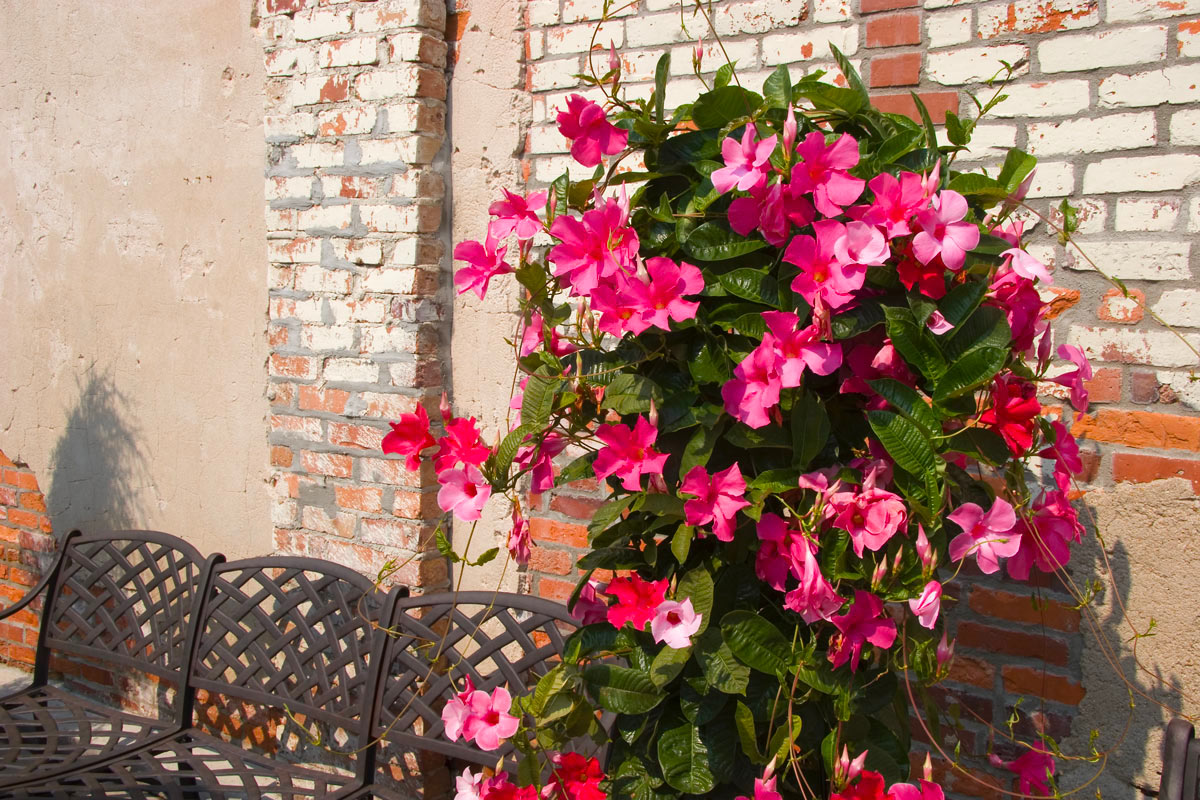 Mandevilla-plante-1 - Tìm hiểu và chăm sóc cây Hoa Hồng leo - Aquascape & Planted Tank Guide