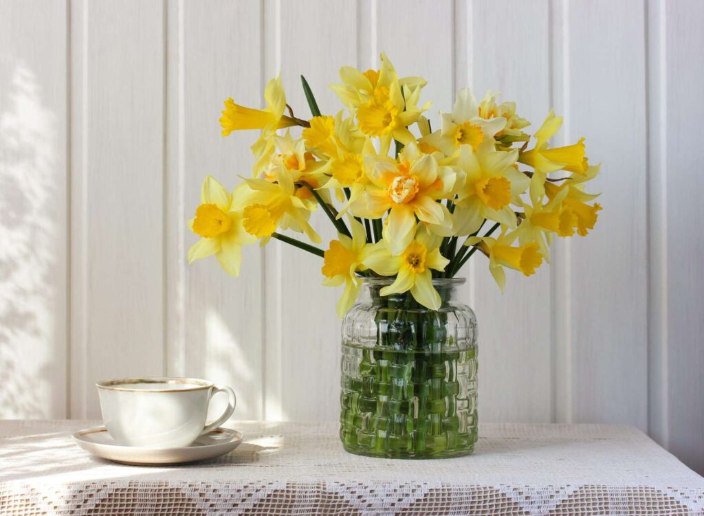 daffodils-glass-vase-getty-1221-2000-4fd4c8808a8b4e3e8ec1e12934ac9338 - Ý nghĩa của Thủy tiên hoa vàng – Daffodil - Aquascape & Planted Tank Guide