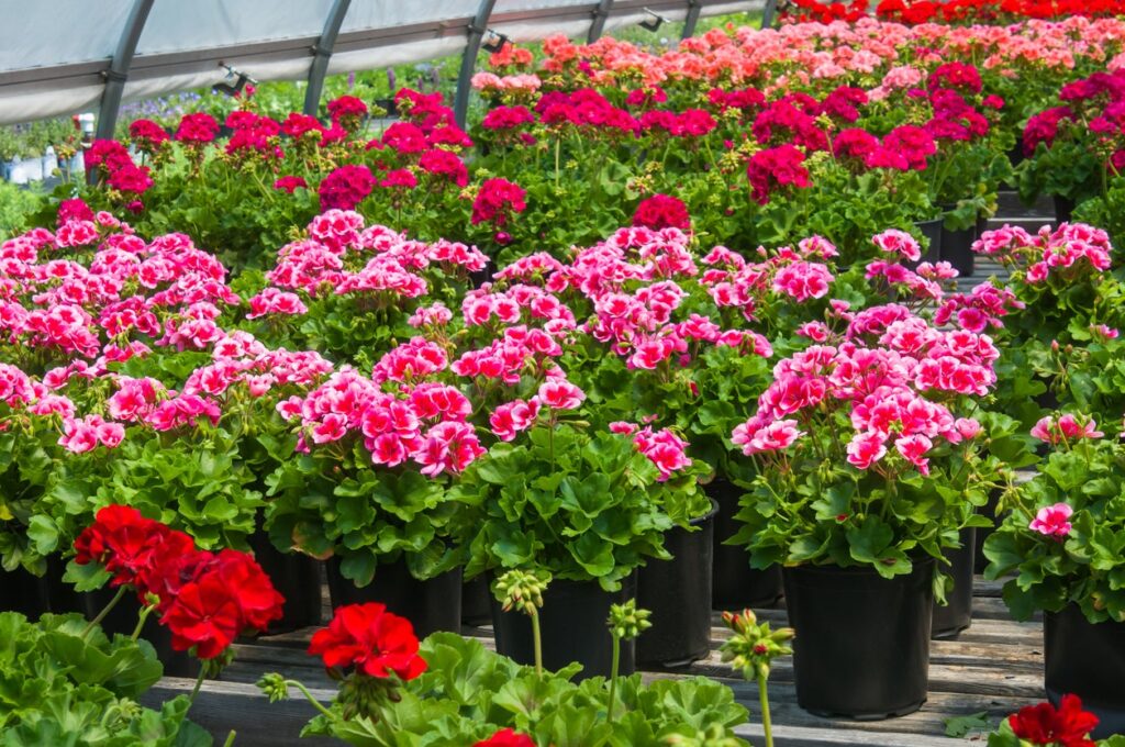 Geranium