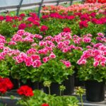 Geranium