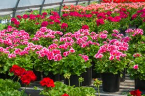 Geranium