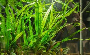 Microsorum pteropus 'Narrow' (narrow-leaf / needle-leaf)