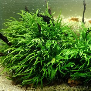 Microsorum pteropus 'Trident'