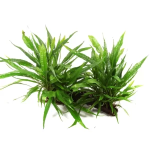 Microsorum pteropus 'Windeløv' (Tropica / lace fern)