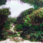 Pinnacles - Aqua Plants Hub