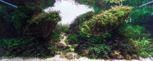 Pinnacles - Aqua Plants Hub