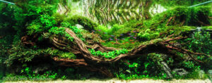 Braid - Aqua Plants Hub