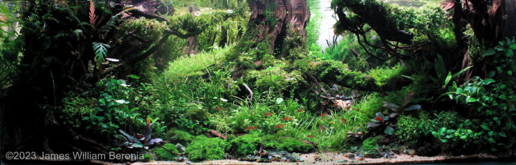 Standing Still - Aqua Plants Hub