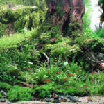 Standing Still - Aqua Plants Hub