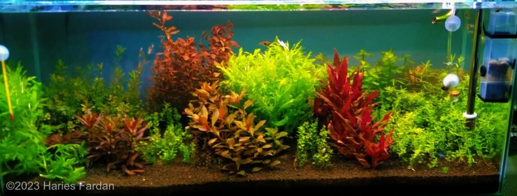Haries Fardan - Aqua Plants Hub
