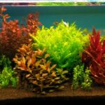 Haries Fardan - Aqua Plants Hub