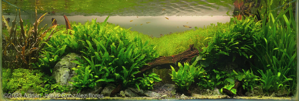 The Eden - Aqua Plants Hub