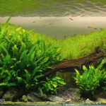 The Eden - Aqua Plants Hub
