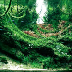 Tropical Rainforest - Aqua Plants Hub