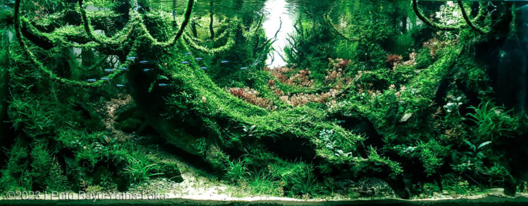 Tropical Rainforest