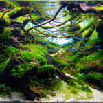 Yakushima forest - Aqua Plants Hub