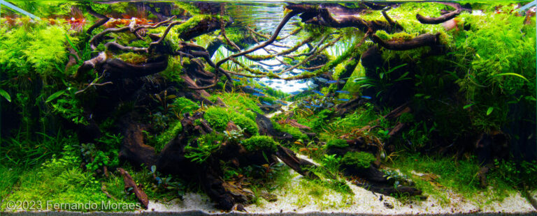 Yakushima forest