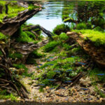 Four Winds valley - Aqua Plants Hub