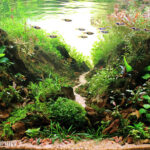 Depth of Split - Aqua Plants Hub