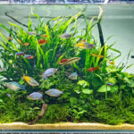 Mystery Forest - Aqua Plants Hub