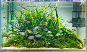 Mystery Forest - Aqua Plants Hub