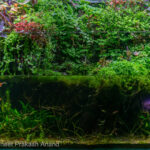 Let's Get Wild - Let’s Get Wild - Aqua Plants Hub