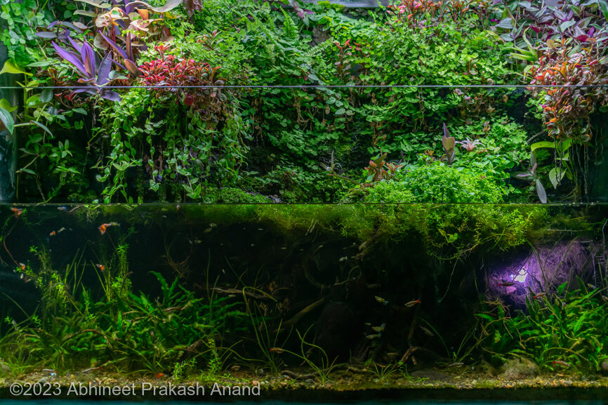 Let's Get Wild - Let’s Get Wild - Aqua Plants Hub