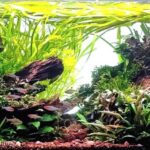 ADRIERIK - Aqua Plants Hub